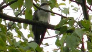 dab Yellow Billed Cuckoo singing [upl. by Suoivatram691]