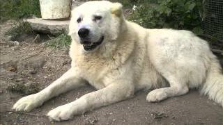 TUROK MASTINO ABRUZZESE [upl. by Arocal640]