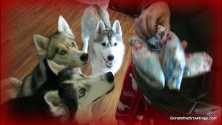 Husky Puppies FIRST Christmas 🎄 Dogs Opening Christmas Presents [upl. by Remoh]