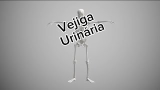 Vejiga urinaria medicinauy [upl. by Hitchcock]