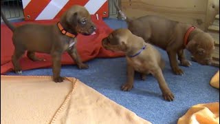 Rhodesian Ridgeback Puppies [upl. by Odeen244]