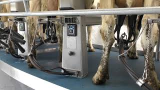 DeLaval Rotary E300  Desmedt farm in Belgium  DeLaval [upl. by Notlih]