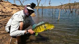 Pescaria repleta de emoções 50UP Aparição inusitada fly flyfishing tucunare peacockbass [upl. by Groves266]