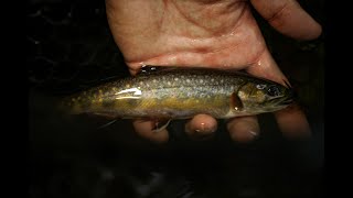 Minnesota North Shore Trout Fishing For Brook Trout amp Brown Trout  THE DRIP [upl. by Zevahc]