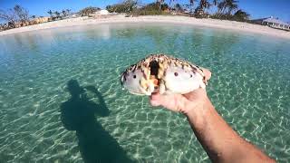 Flamed Streaked Box crab Calappa Flammea [upl. by Laet]