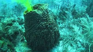 Sponges of the Caribbean What ecological factors most affect them [upl. by Aleras]