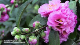 How to Flower Camellias in Containers [upl. by Kelby225]