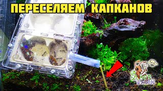 Заселение капканов в природный формикарий ● Odontomachus bauri [upl. by Torras]