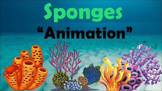 SPONGES  Biology Animation [upl. by Aicatsanna]