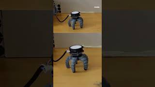 Mushroom learns to crawl after being given robot body [upl. by Elmajian]