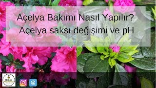 Açelya bakımı nasıl yapılır  Açelya saksı değişimi ve ph [upl. by Aicela]