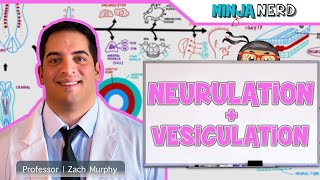 Embryology  Neurulation Vesiculation Neural Crest Cell Migration [upl. by Sibley]