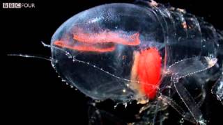 Deep Sea Creatures  Natures Microworlds  Episode 11 Preview  BBC Four [upl. by Anitnegra97]