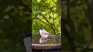 White 🤍 tit bathing nature relaxing [upl. by Zippora]