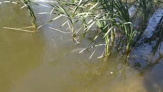 Grass carp eating cattail Typha [upl. by Laurette531]