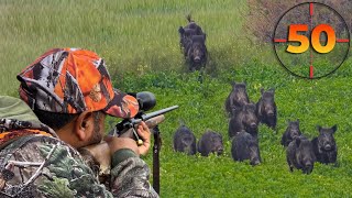 TOP 50 WILD BOAR SHOTS MOST EXCITING HUNTING SCENES hunting hog [upl. by Keavy]