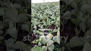 strawberry raspberrynurserystrawberrynurseryrainbowsixsiegerainbowagriculture [upl. by Adnar]