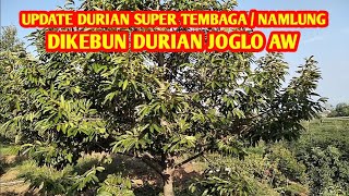 update durian super tembaga  namlung dan durian ungulan lokal Pati dikebun durian Jogja AW [upl. by Liederman]