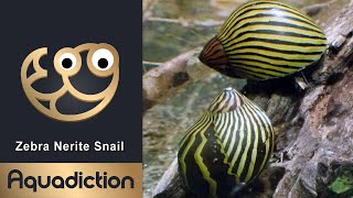 Zebra Nerite Snail  Best Algae Eating Snail [upl. by Hyland]