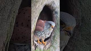 This kestrels partner has disappeared leaving him with six chicks to care for alone 😢 [upl. by Aicilev]