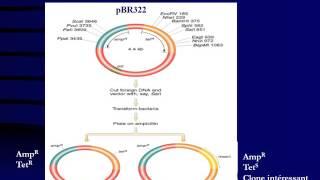 GENETIQUE Vecteurs de Clonage [upl. by Enrak]