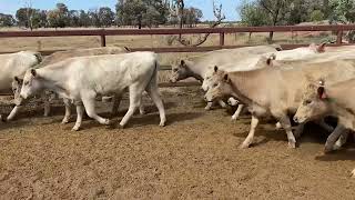 Creagh Cattle Co Eu Angus Angus Charolais cross heifers 297kg 41024 [upl. by Aehcim800]