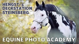 Westernpferde in Steinsberg amp Besuch bei Elke Vogelsang [upl. by Loy]