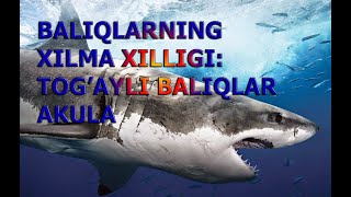 BALIQLARNING XILMA XILLIGI TOGAYLI BALIQLAR SINFI  БAЛИҚЛAР ХИЛМA ХИЛЛИГИ ТОҒAЙЛИ БAЛИҚЛAР СИНФИ [upl. by Kit]