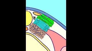 EMBRYOLOGY VIII Somitogenesis amp Differentiation Meet the Sclerotome Myotome Dermatome [upl. by Ander]