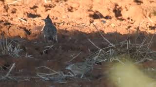 Galerida cristata  crested lark  cogujada común [upl. by Smallman]