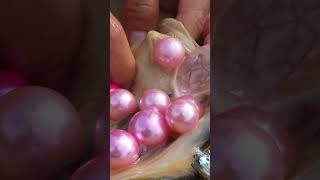 🔥🔥 Golden Clam Oyster ☝🏻😇 Rare pearls 😍  Shorts [upl. by Aihppa]