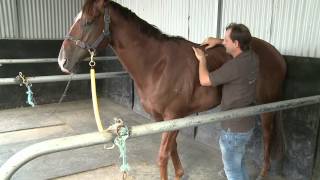 SADDLE AND BACK SORENESS IN A RACE HORSE WITH CHRISTIAN LANGEDER [upl. by Balkin]