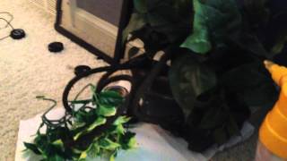 How to Clean a Crested Gecko Terrarium [upl. by Renraw148]