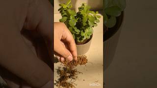 Taking care of jade plant jadeplant plants plantcare youtubeshorts [upl. by Ylrbmik]