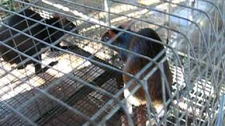 Agouti Unit UWI Field Station Part 2 [upl. by Isoais]