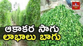 Farmers Show Interest On Teasel Gourd Cultivation  East Godavari District  hmtv Agri [upl. by Con]