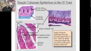 anatomy physiology chapter 5 part 1 [upl. by Itnavart675]