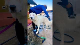 showering and brushing BeLita Great Pyrenees La Niña YeroStockFarm [upl. by Calabresi]