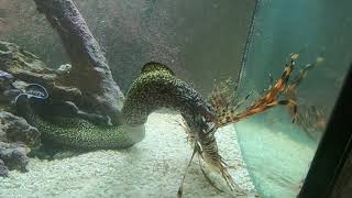 Savage the Speckled Moray Eel eats Lionfish for breakfast [upl. by Prestige]