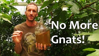 The BEST Fungus Gnat Killer Actually Works 5 Yrs GnatFree and Counting [upl. by Bremer]