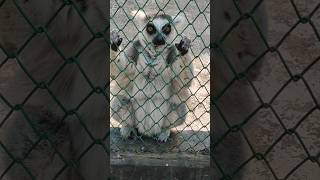 Ringtailed lemur lemur wildlife wildanimal wildphotography [upl. by Bentley]