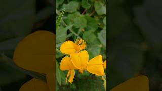 Sanai plant and flowers🌾 Crotalaria  Shortsvideo  butterflymusic youtube [upl. by Rois]