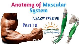 Anatomy of Muscular System Muscles of the arm Interesting Video Lecture with Amharic SpeechPart19 [upl. by Lelah]