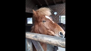 Die Wiedergeburt Inkarnation Anhand einer alten Foto Das braune Pferd taucht auf im Video [upl. by Carilyn]