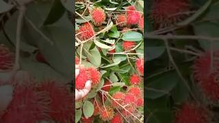 Red Juicy Rambutan harvest satisfying exotic [upl. by Kramer713]