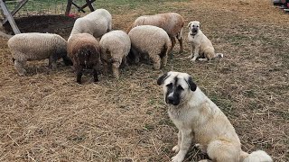 Tour of Snow Creek Farms Part 1 Sheep [upl. by Ilrac]