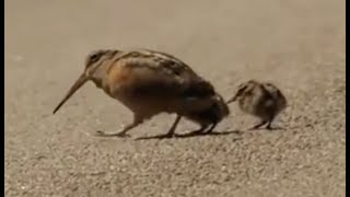 American Woodcock Dances to Uptown Funk [upl. by Scrivings178]