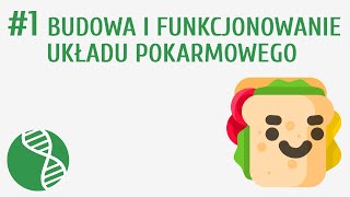 Budowa i funkcjonowanie układu pokarmowego 1  Odżywianie [upl. by Ahsikam603]