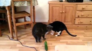 cats and cucumbers [upl. by Angelina]