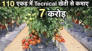 Profitable tomato Farming in india [upl. by Ietta17]